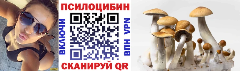 Купить где  Бакал  Псилоцибиновые грибы Psilocybine cubensis 